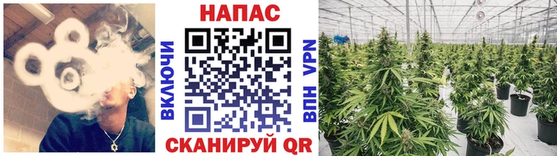 Каннабис Bruce Banner  купить наркоту  Терек 